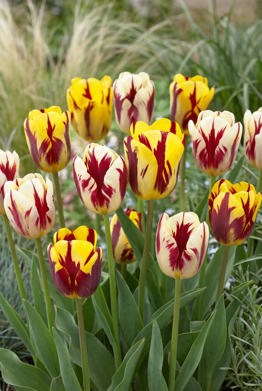 Tulipa Vermeer — in de border