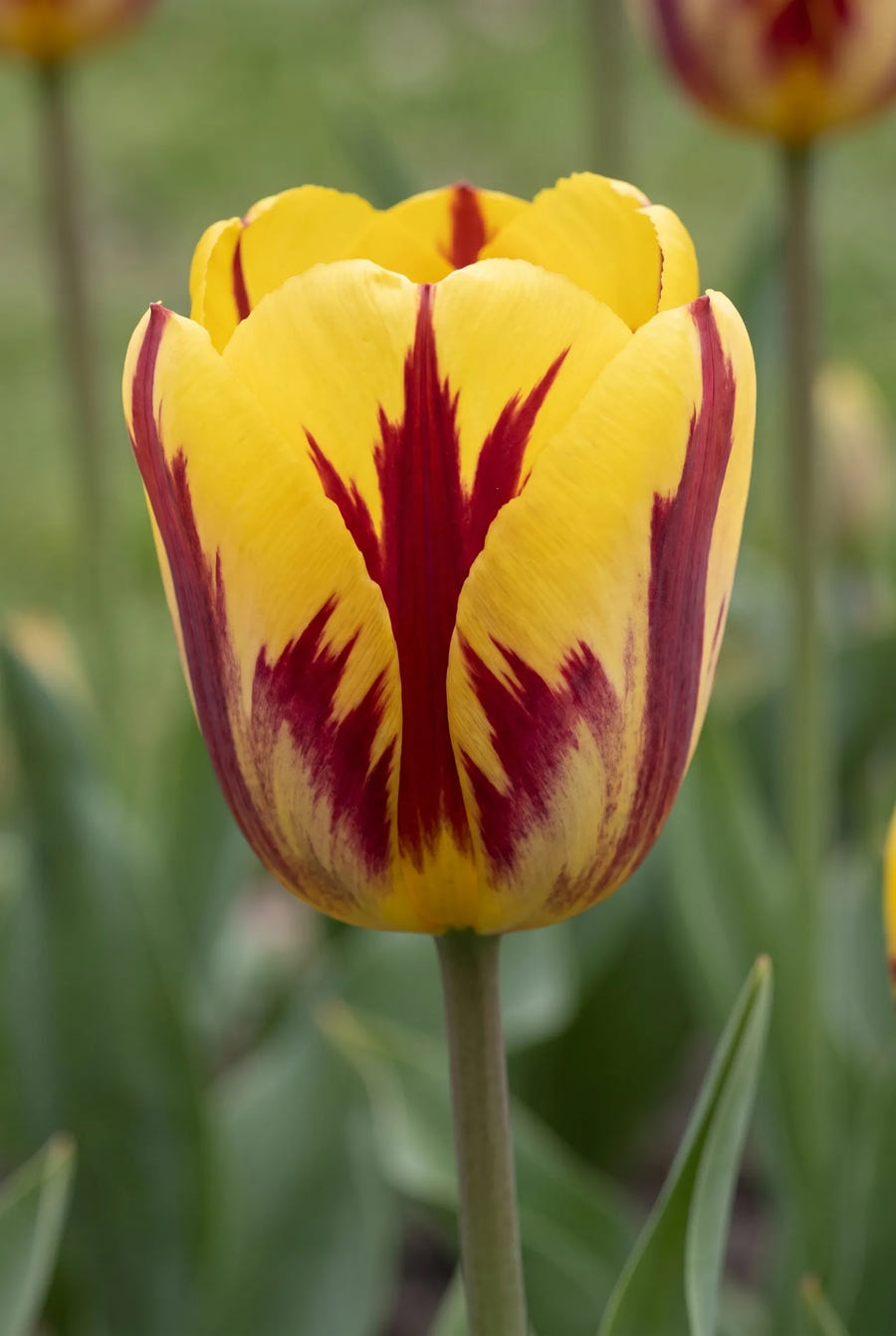 Tulipa Vermeer — close-up van de bloem
