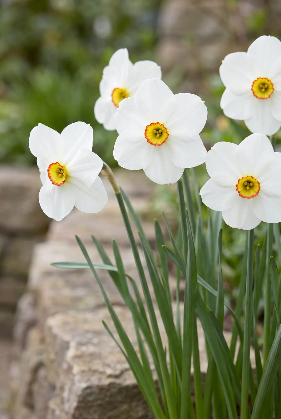 Narcissus Actaea — in de border