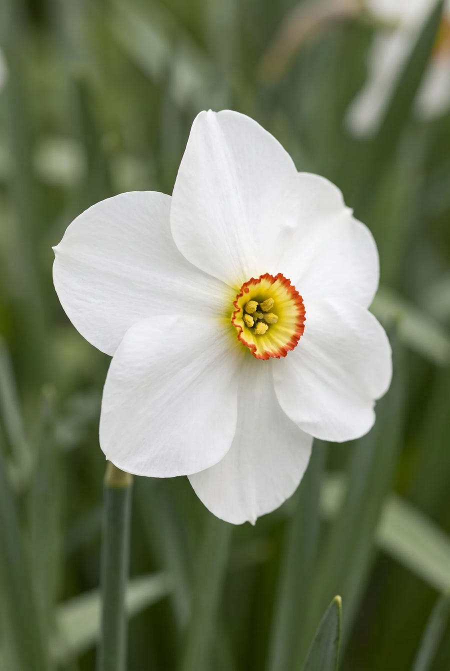 Narcissus Actaea — close-up van de bloem