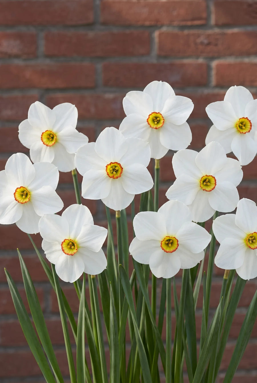 Narcissus Actaea — groep in de tuinborder
