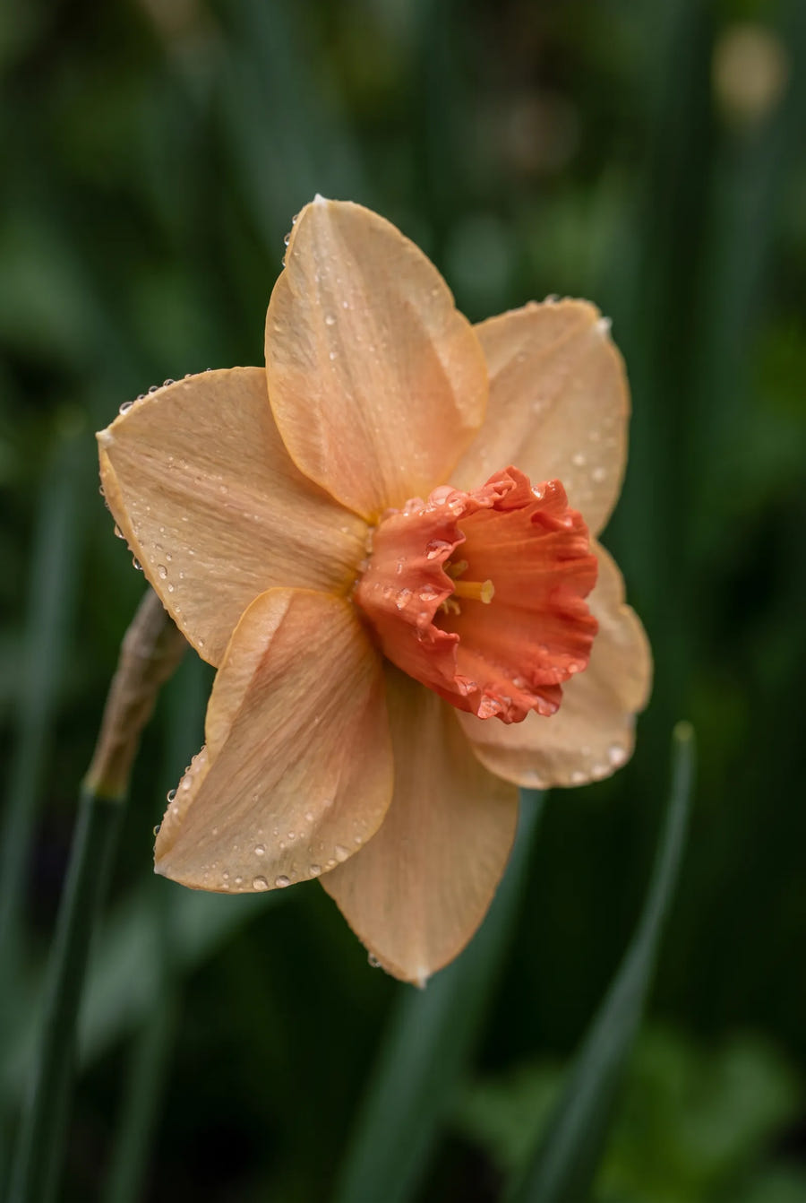 Narcissus Altruist — sfeerbeeld