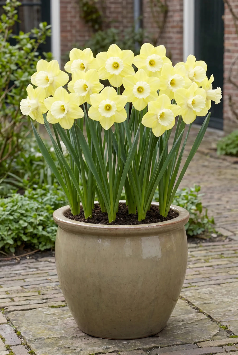 Narcissus Avalon — in pot op terras