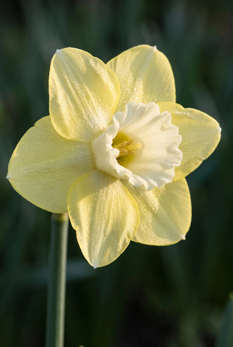 Narcissus Avalon — sfeerbeeld