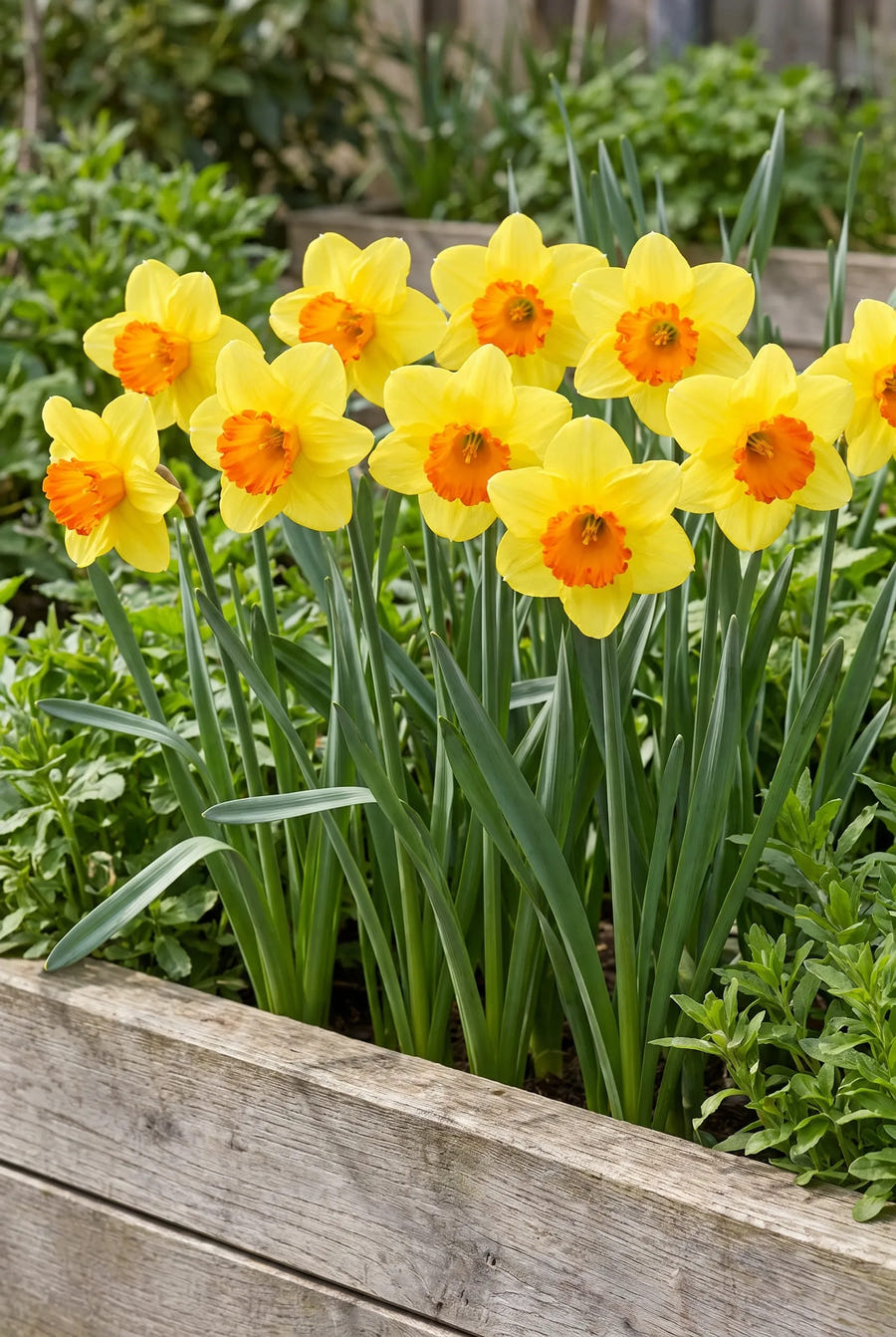 Narcissus Bantam — groep in de tuinborder