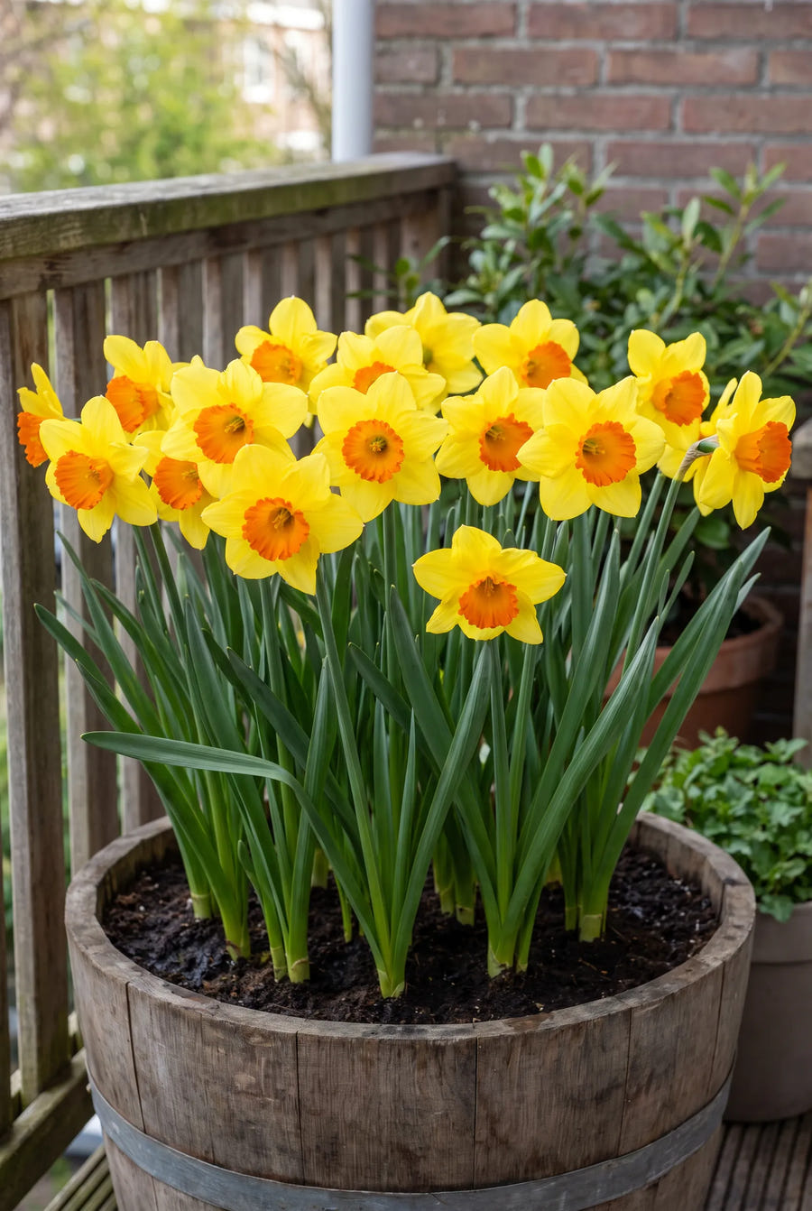 Narcissus Bantam — in pot op terras