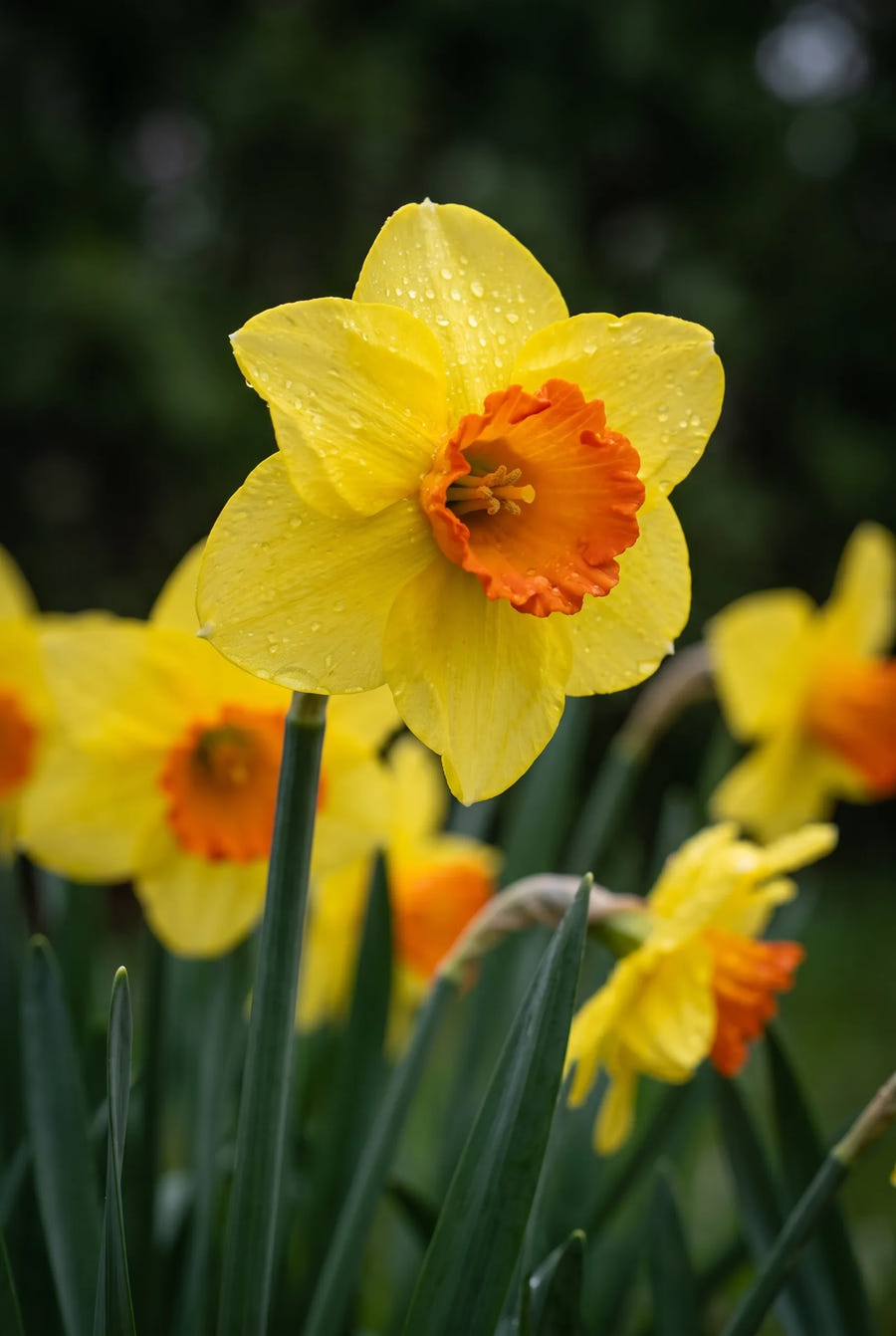 Narcissus Bantam — sfeerbeeld