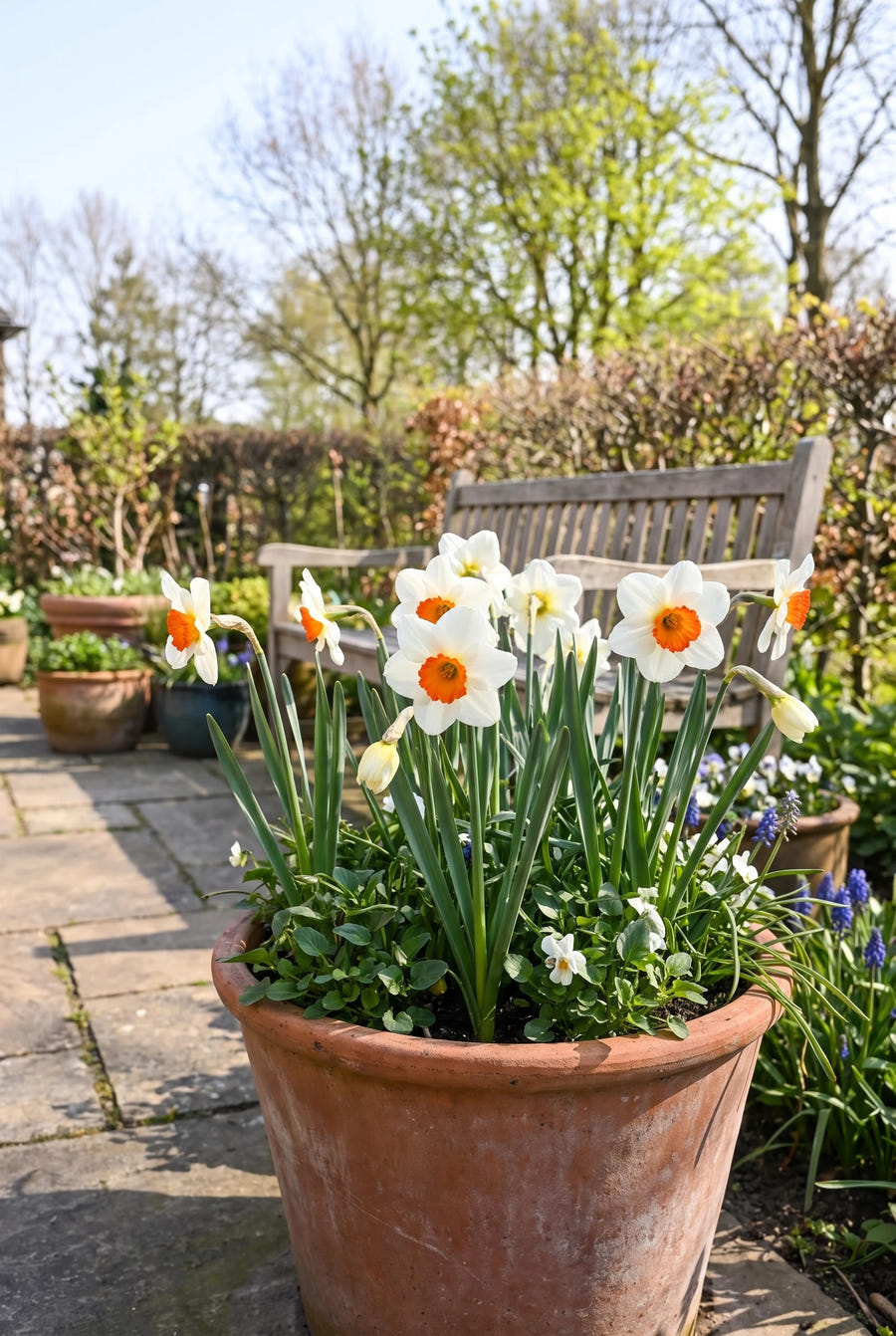 Narcissus Barrett Browning — in pot op het terras