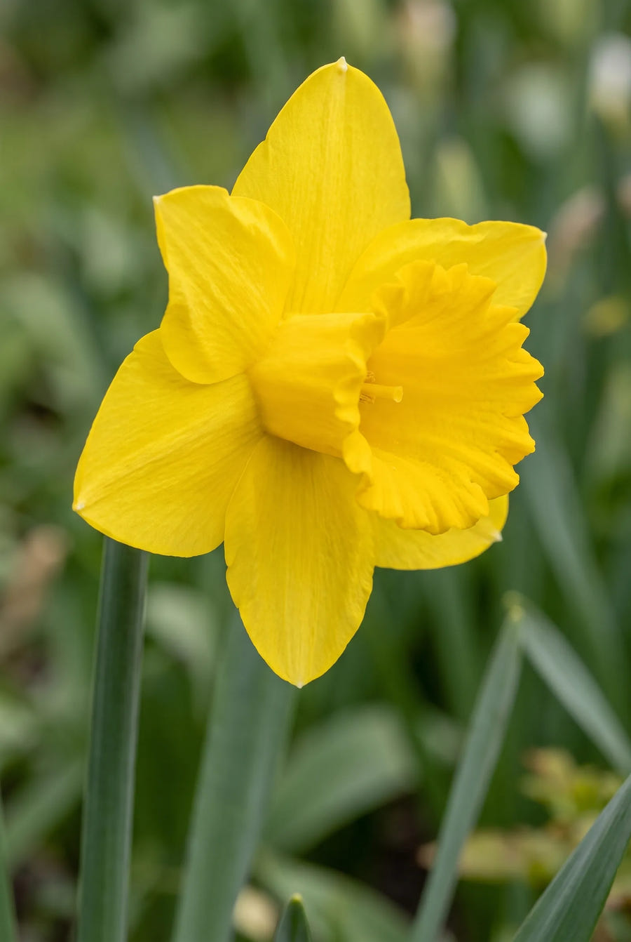Narcissus Carlton — close-up van de bloem
