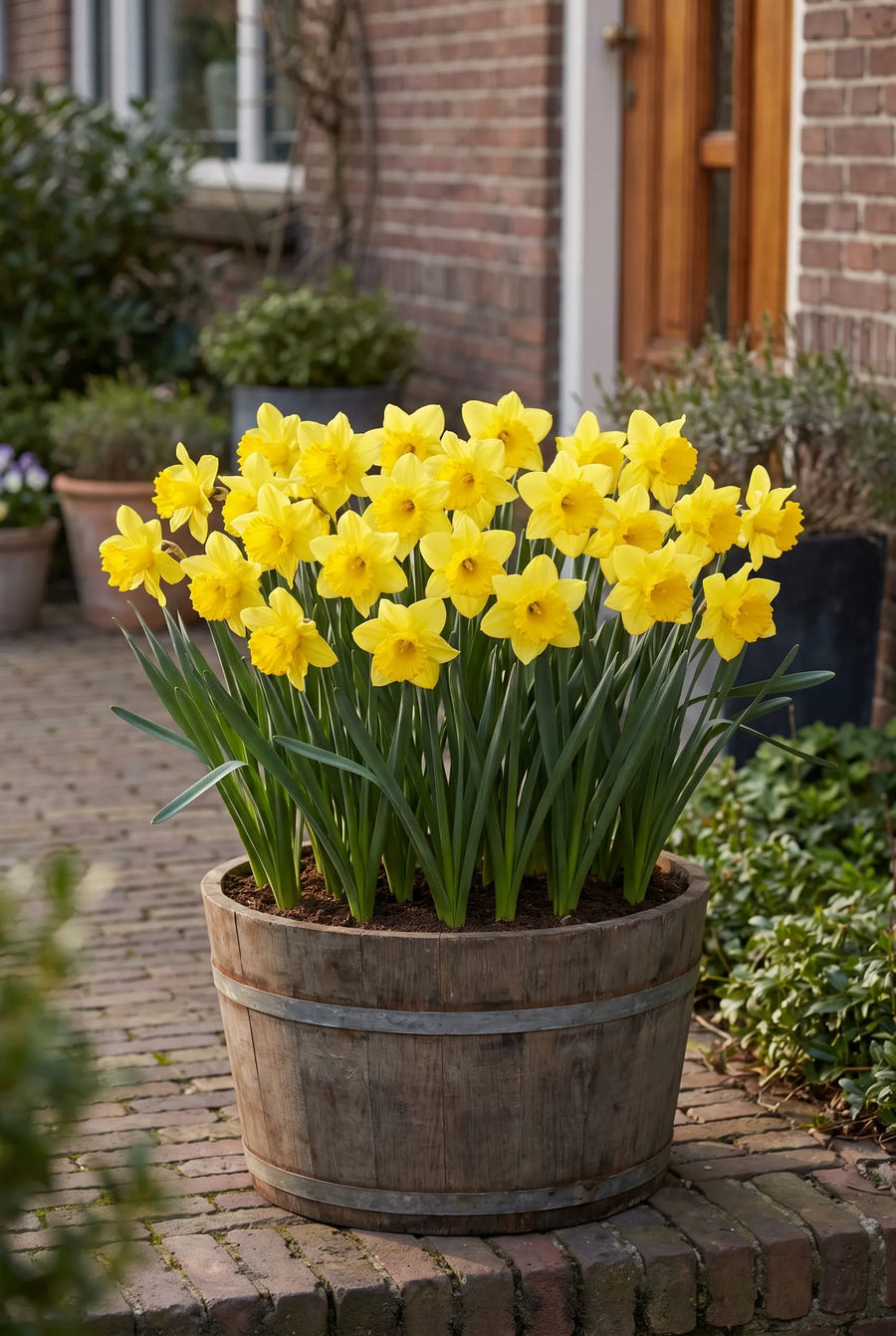 Narcissus Carlton — in pot op terras