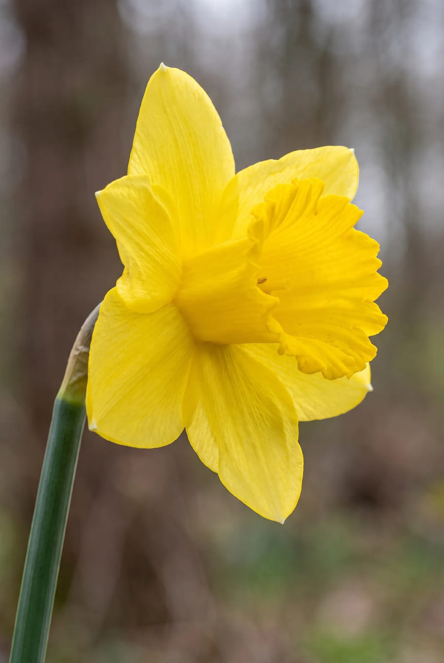 Narcissus Carlton — sfeerbeeld