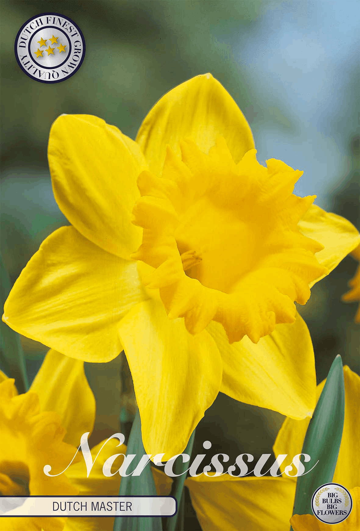 Narcissus Dutch Master