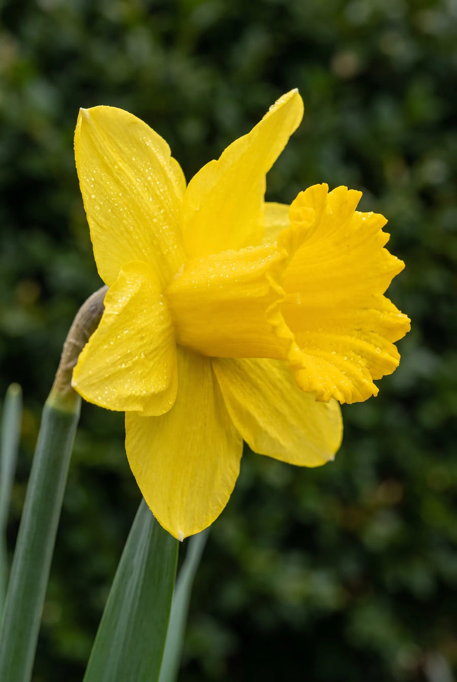 Narcissus Dutch Master — sfeerbeeld