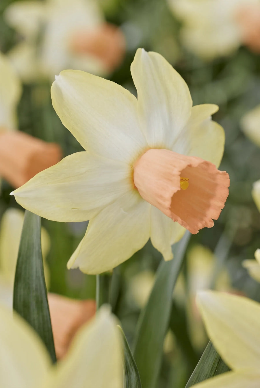Narcissus Carice — close-up van de bloem