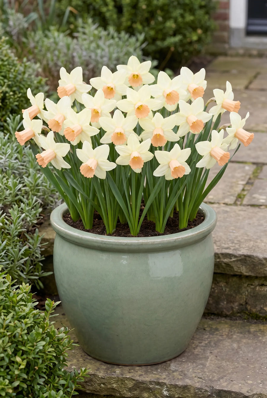 Narcissus Carice — in pot op terras