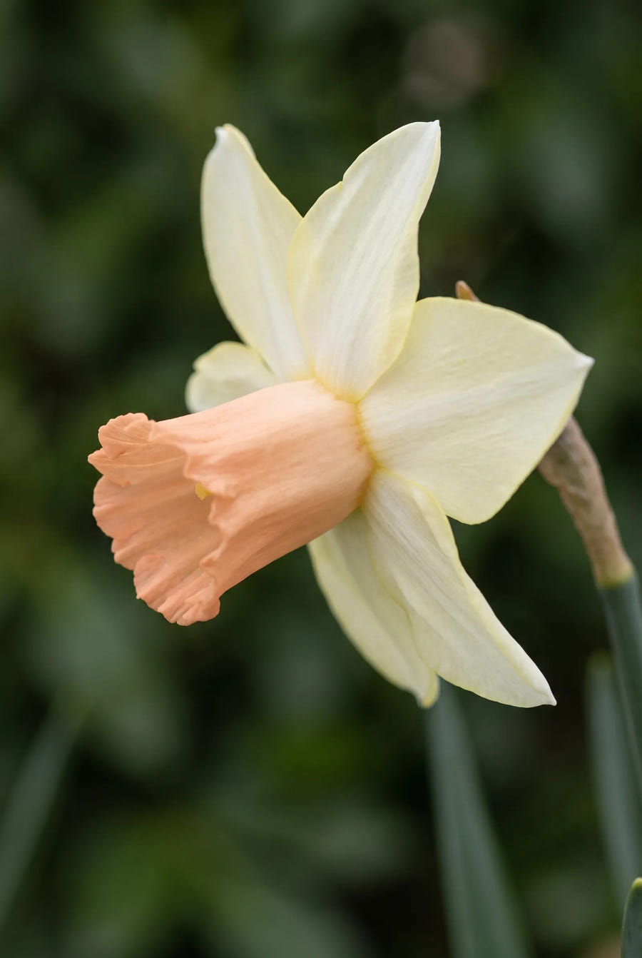 Narcissus Carice — sfeerbeeld