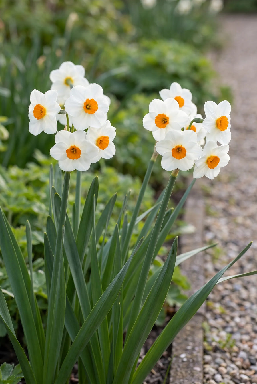 Narcissus Geranium — in de border