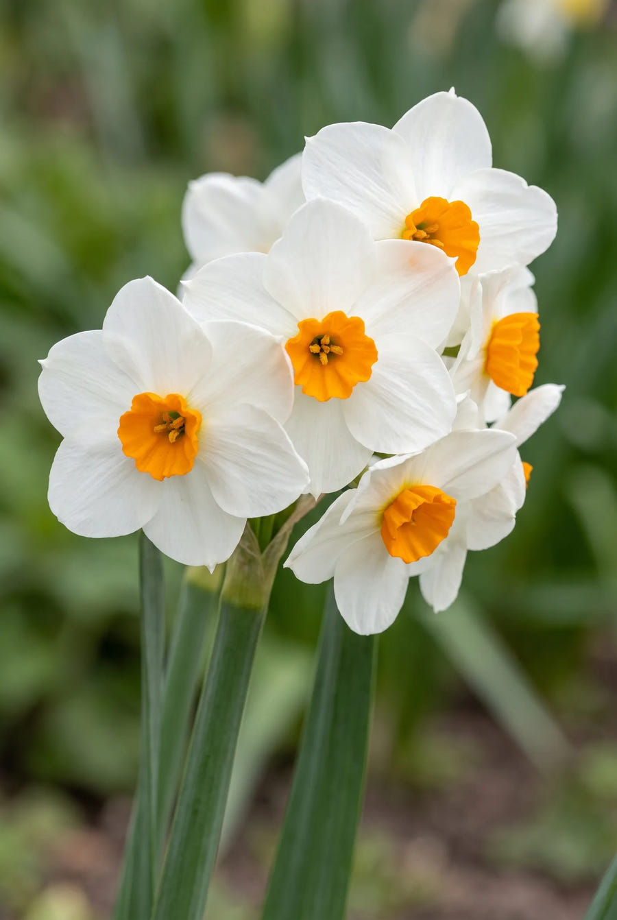 Narcissus Geranium — close-up van de bloem