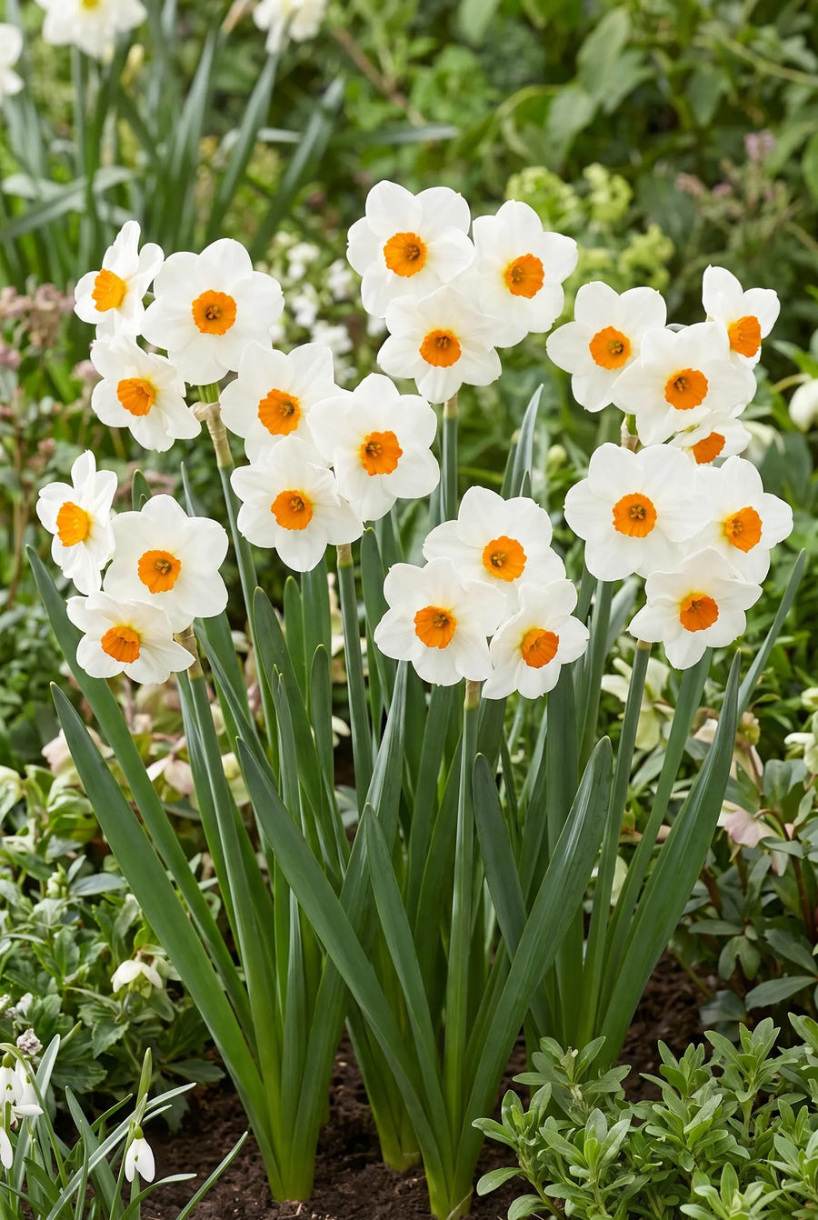 Narcissus Geranium — groep in de tuinborder