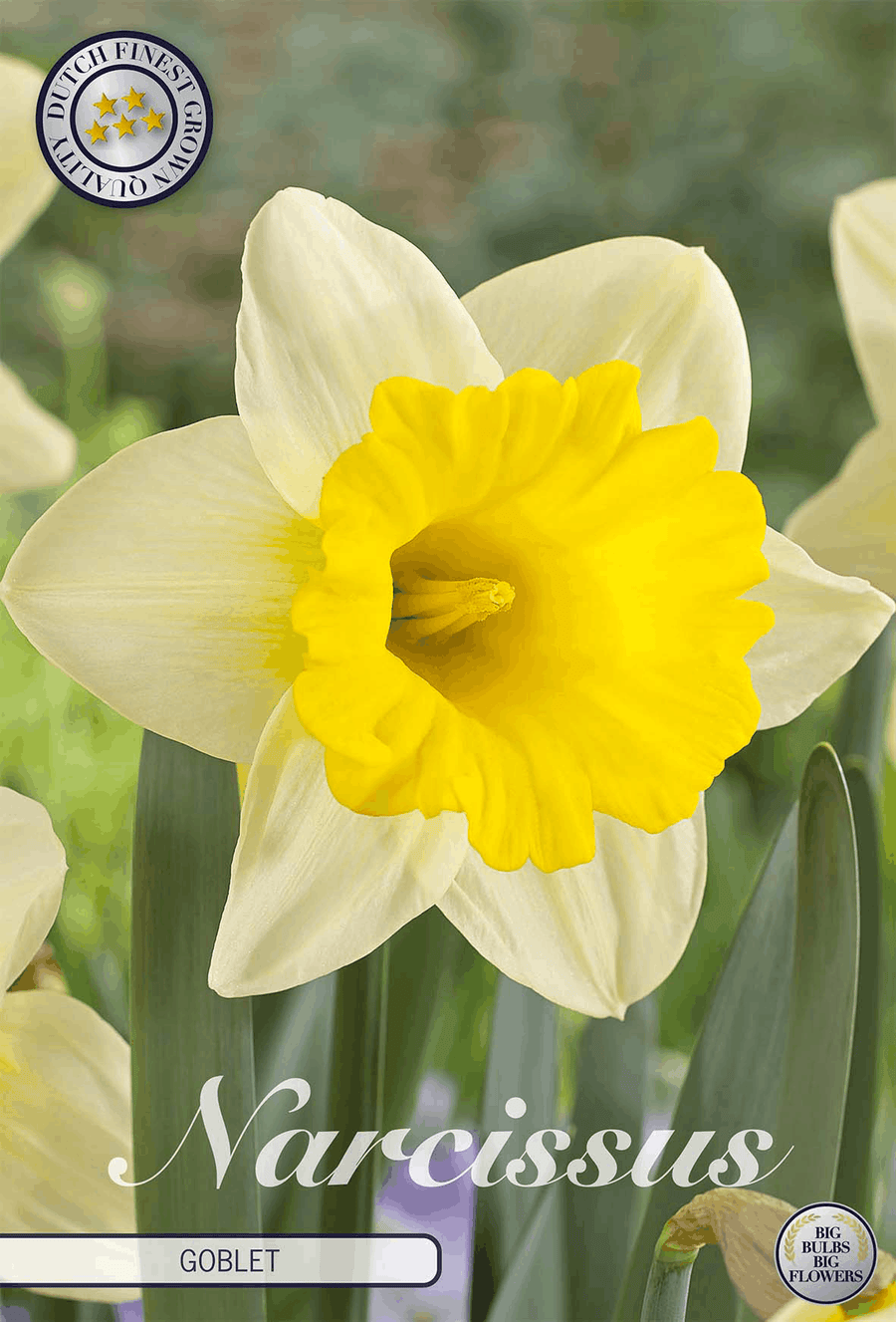 Narcissus Goblet