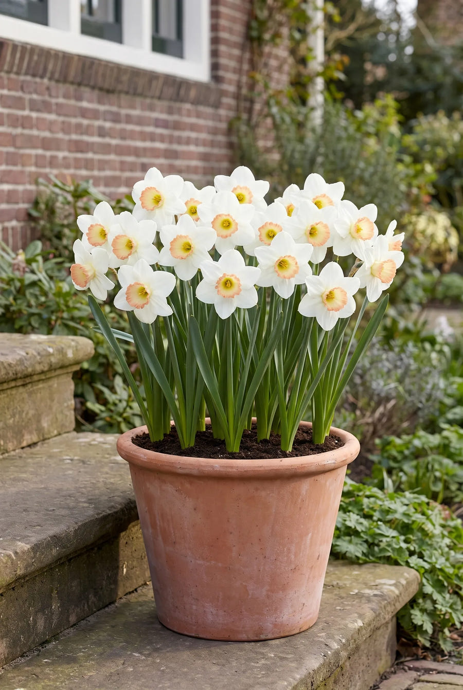 Narcissus High Society — in pot op terras