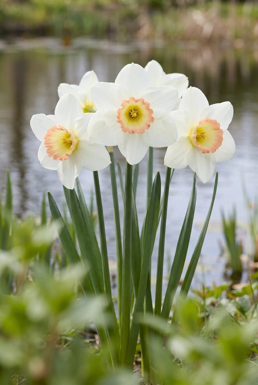 Narcissus High Society — in de tuin