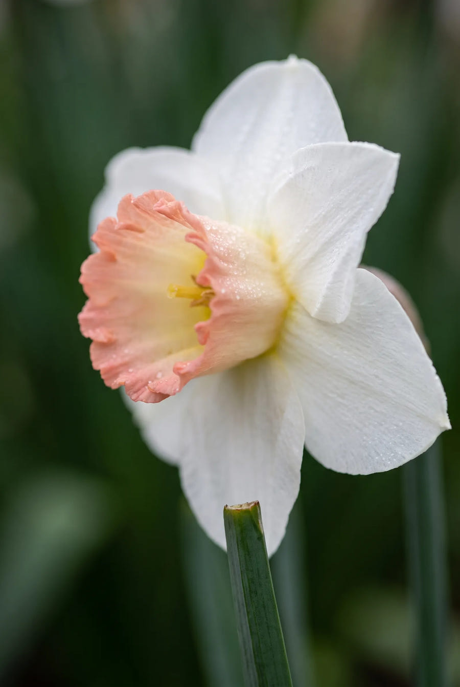 Narcissus High Society — sfeerbeeld