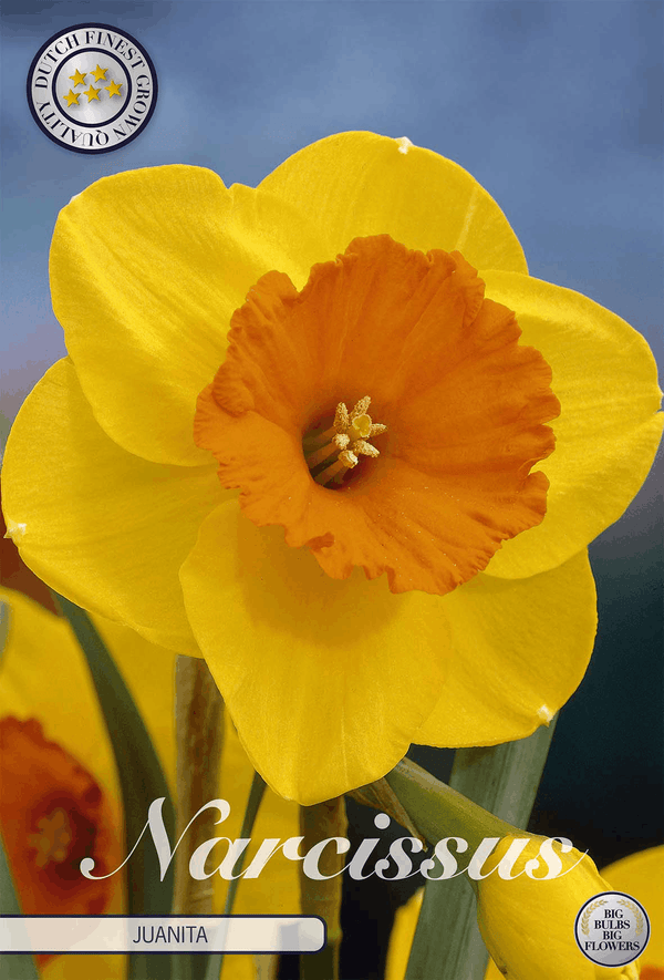 Narcissus Juanita