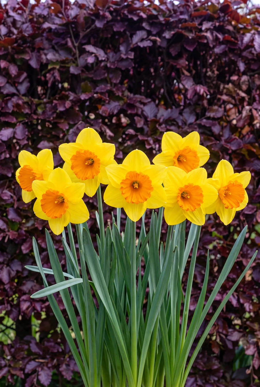 Narcissus Juanita — in de border