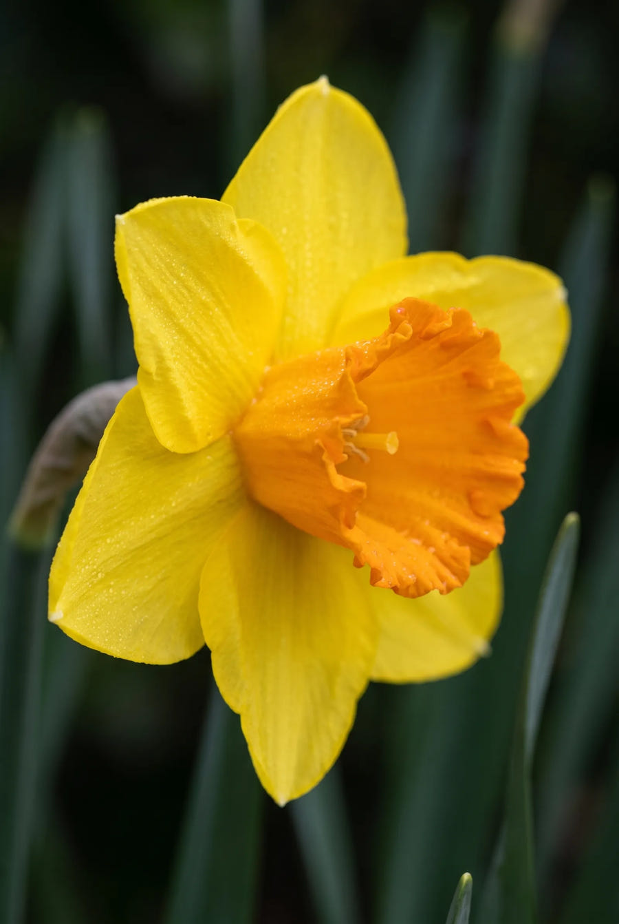 Narcissus Juanita — sfeerbeeld