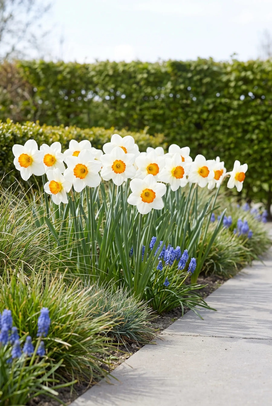 Narcissus Joyce Spirit — groep in de tuinborder