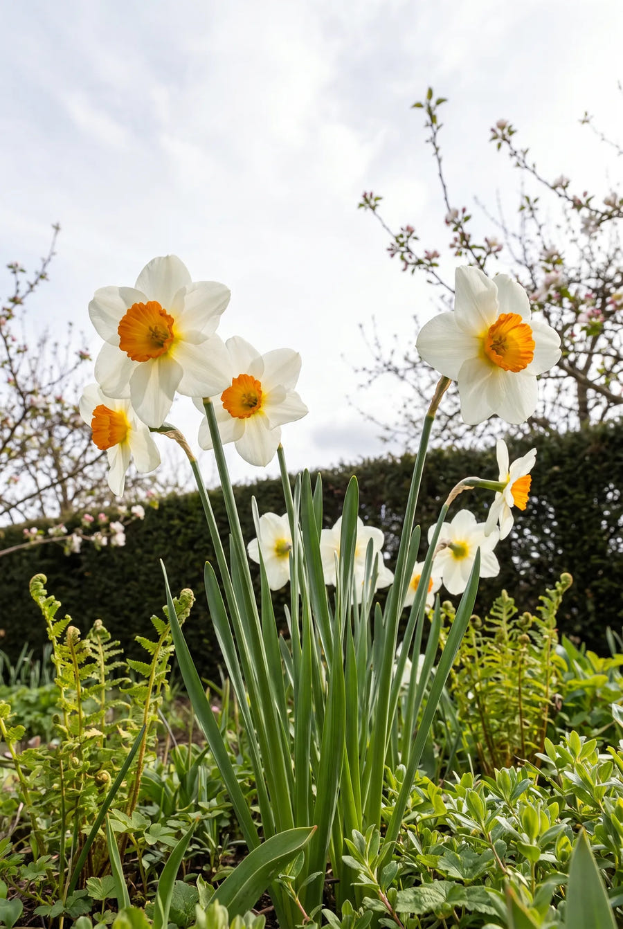 Narcissus Joyce Spirit — in de tuin