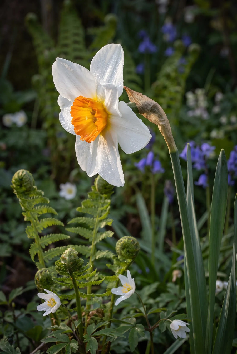 Narcissus Joyce Spirit — sfeerbeeld