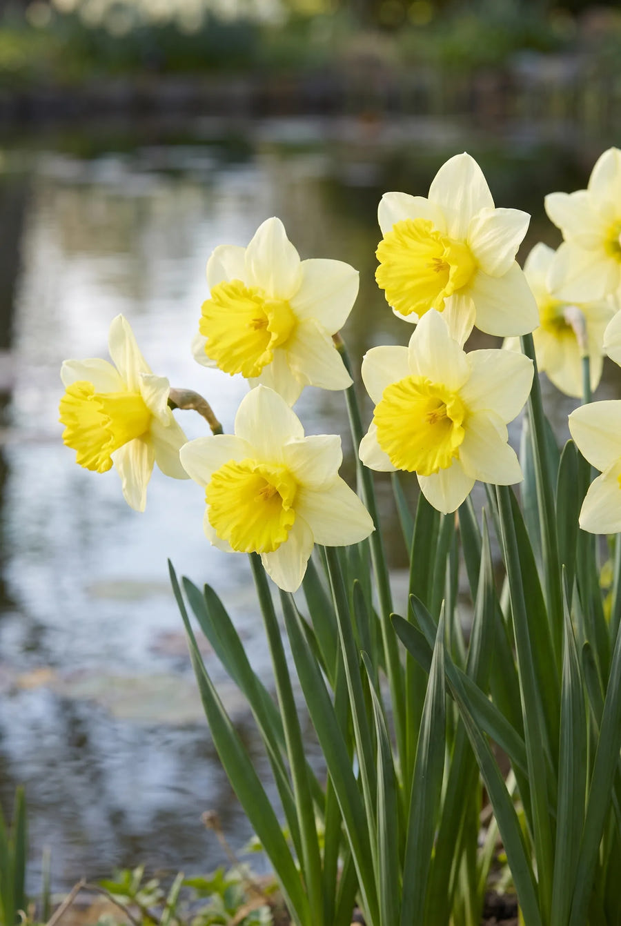 Narcissus Ladea — in de border
