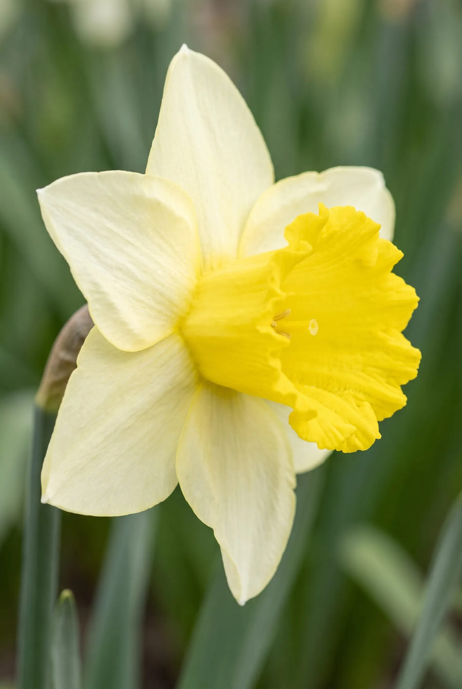 Narcissus Ladea — close-up van de bloem