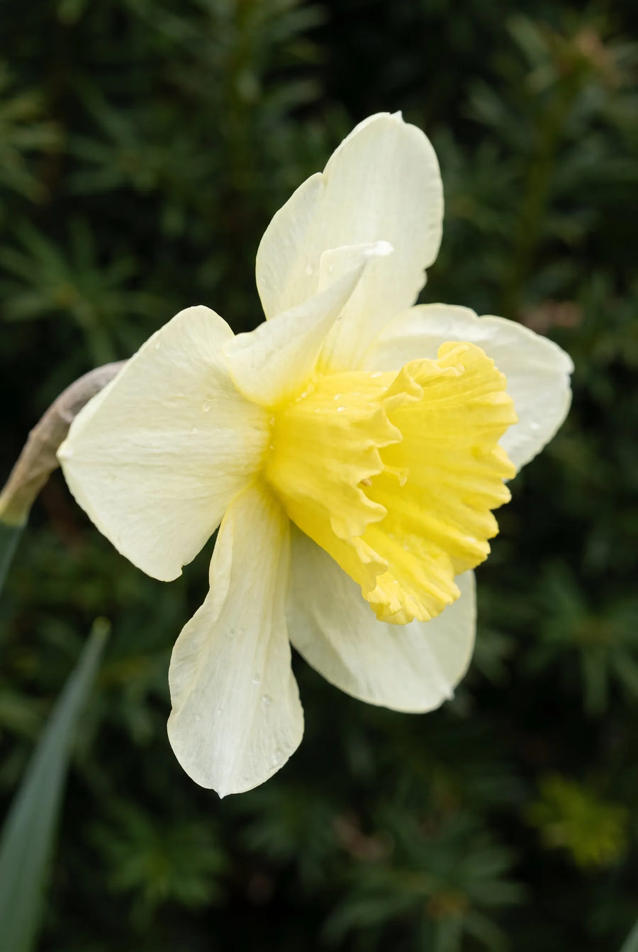 Narcissus Ladea — sfeerbeeld
