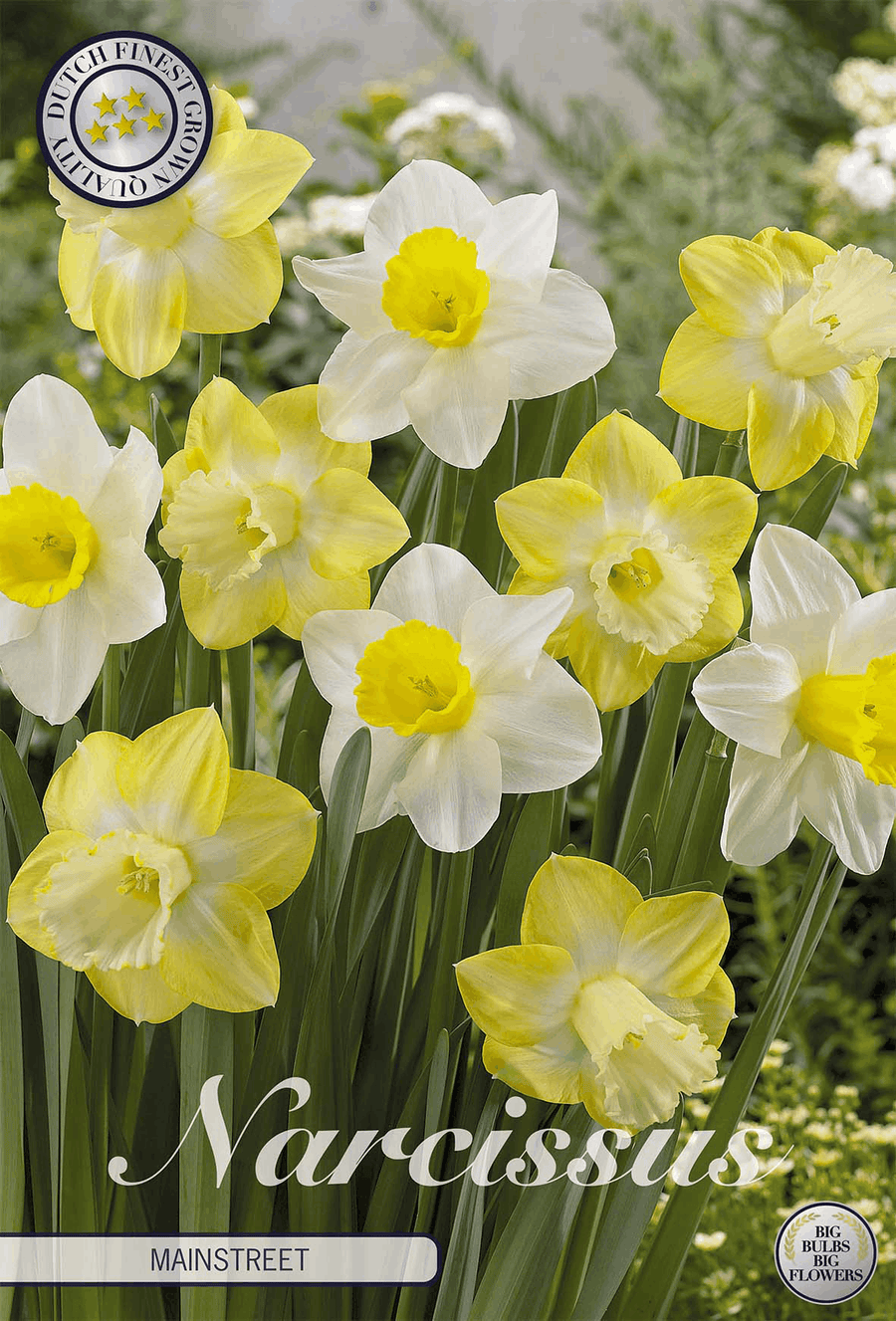 Narcissus Mainstreet
