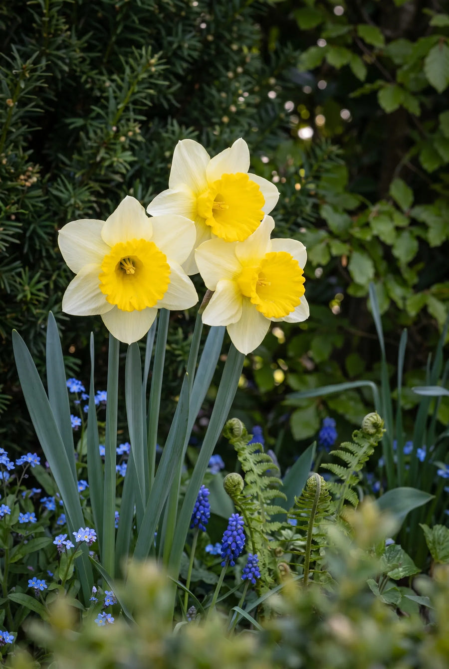 Narcissus Mainstreet — sfeerbeeld