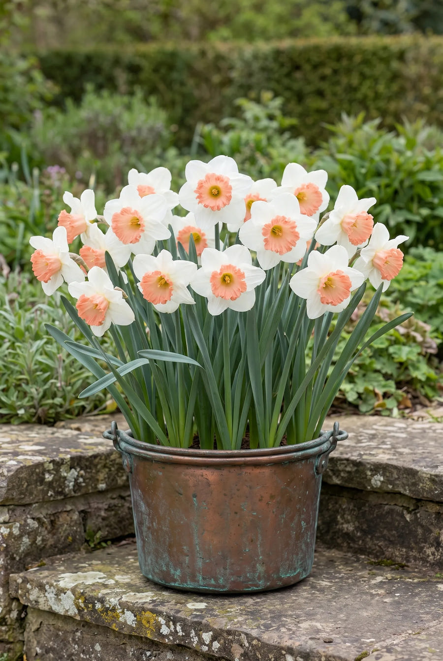 Narcissus Pink Charm — in pot op terras