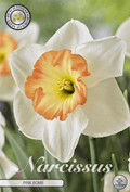 Narcissus Pink Bomb - BLOM Garden capper image