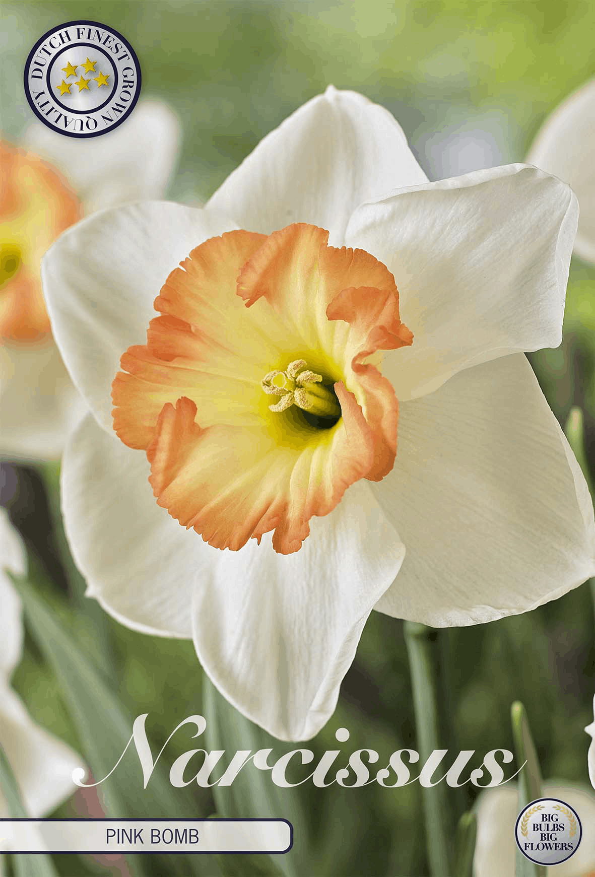 Narcissus Pink Bomb - BLOM Garden capper image