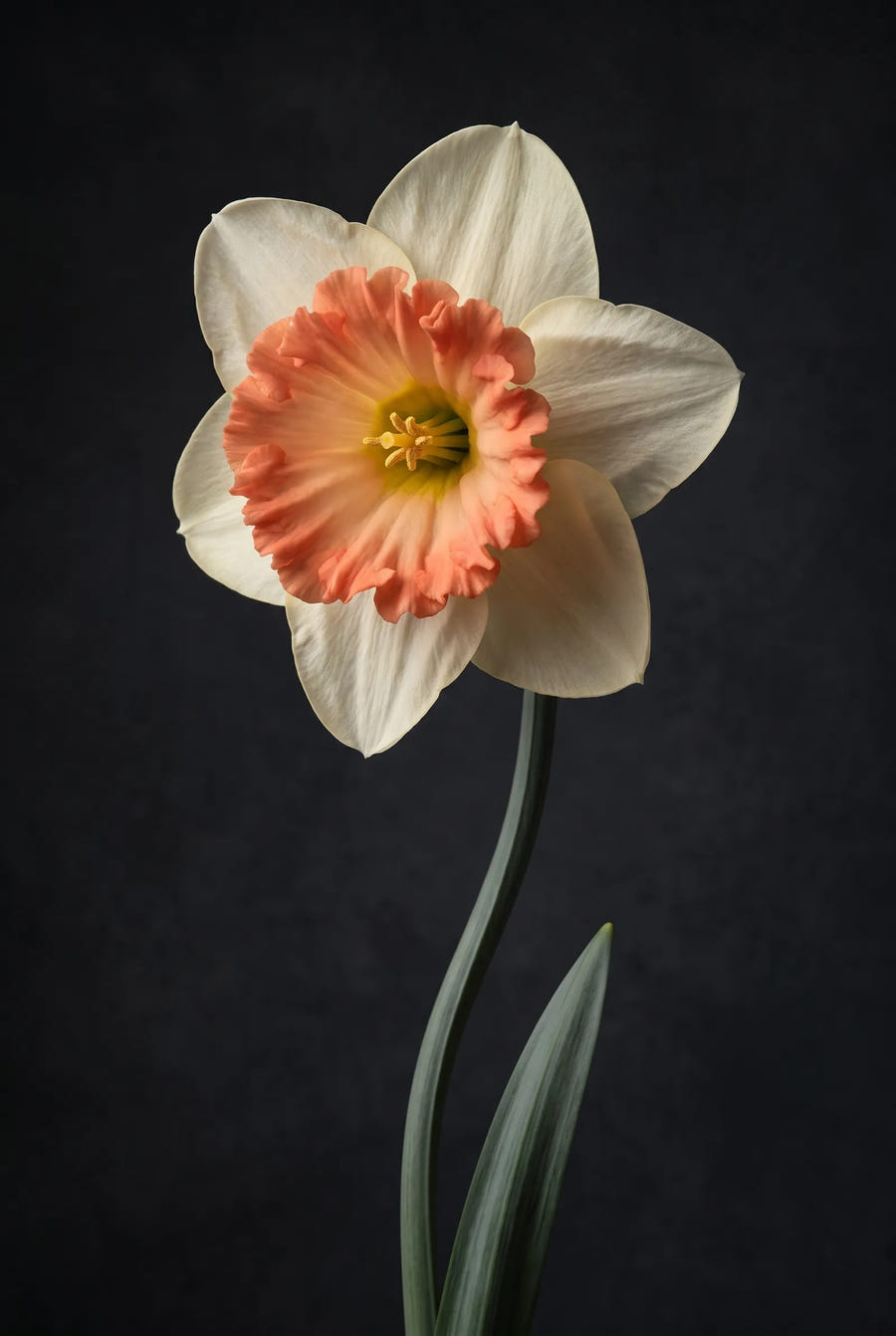 Narcissus Precocious — sfeerbeeld