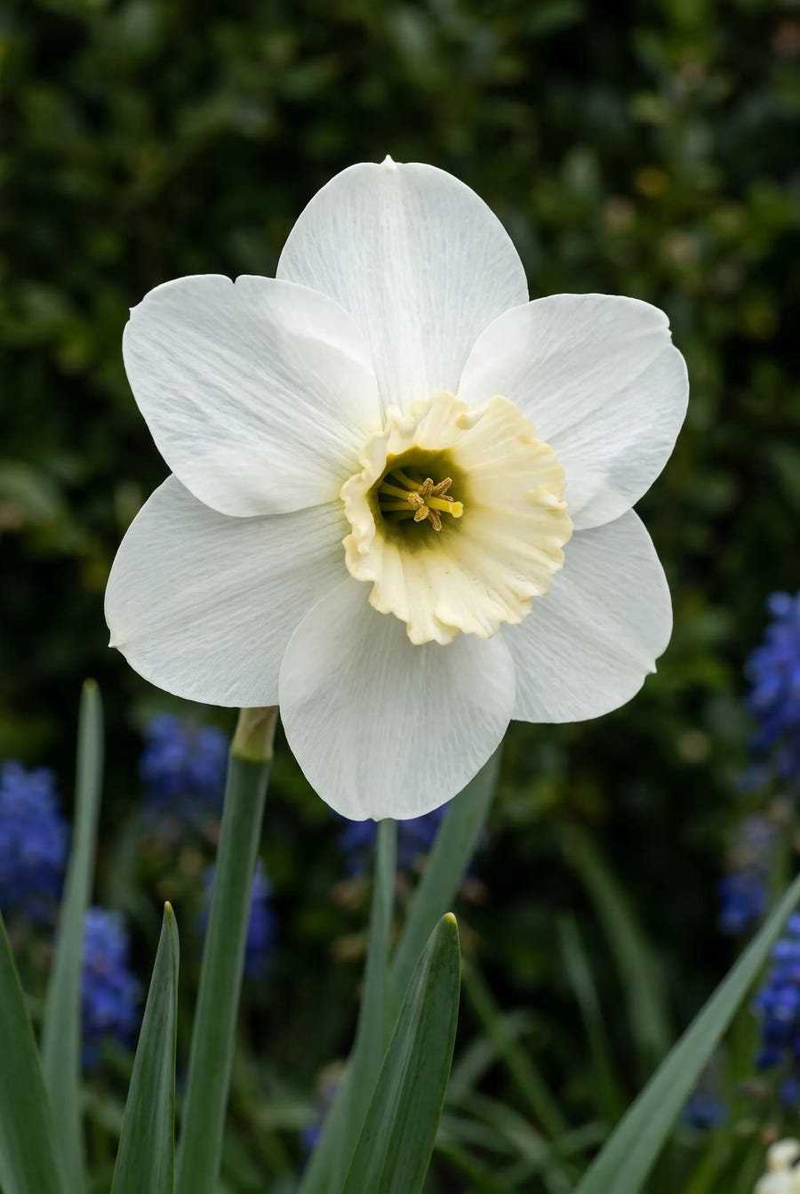 Narcissus Princess Zaide — close-up van de bloem