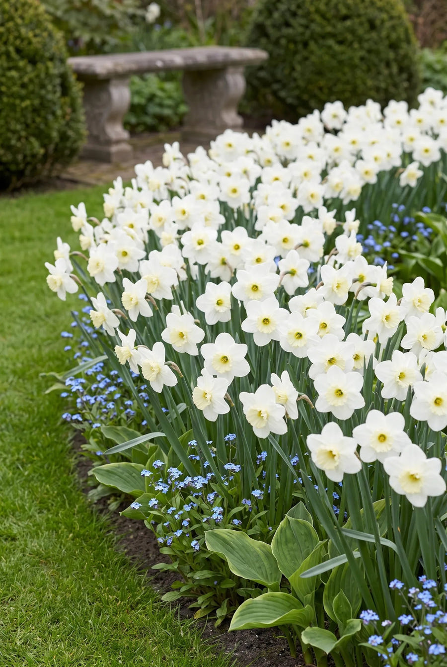 Narcissus Princess Zaide — groep in de tuinborder