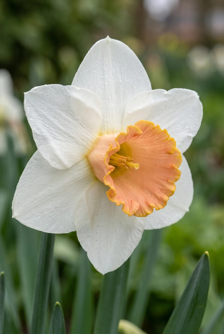 Narcissus Salome — close-up van de bloem