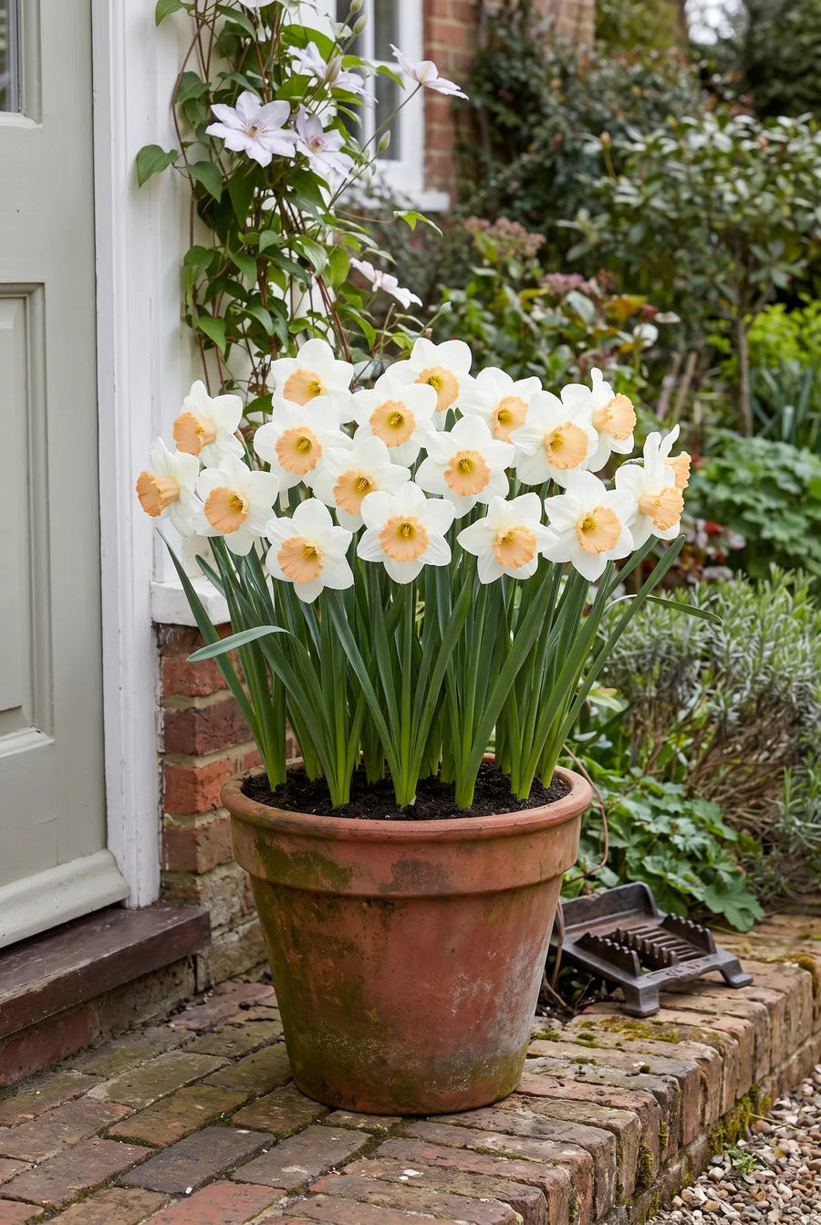 Narcissus Salome — in pot op terras