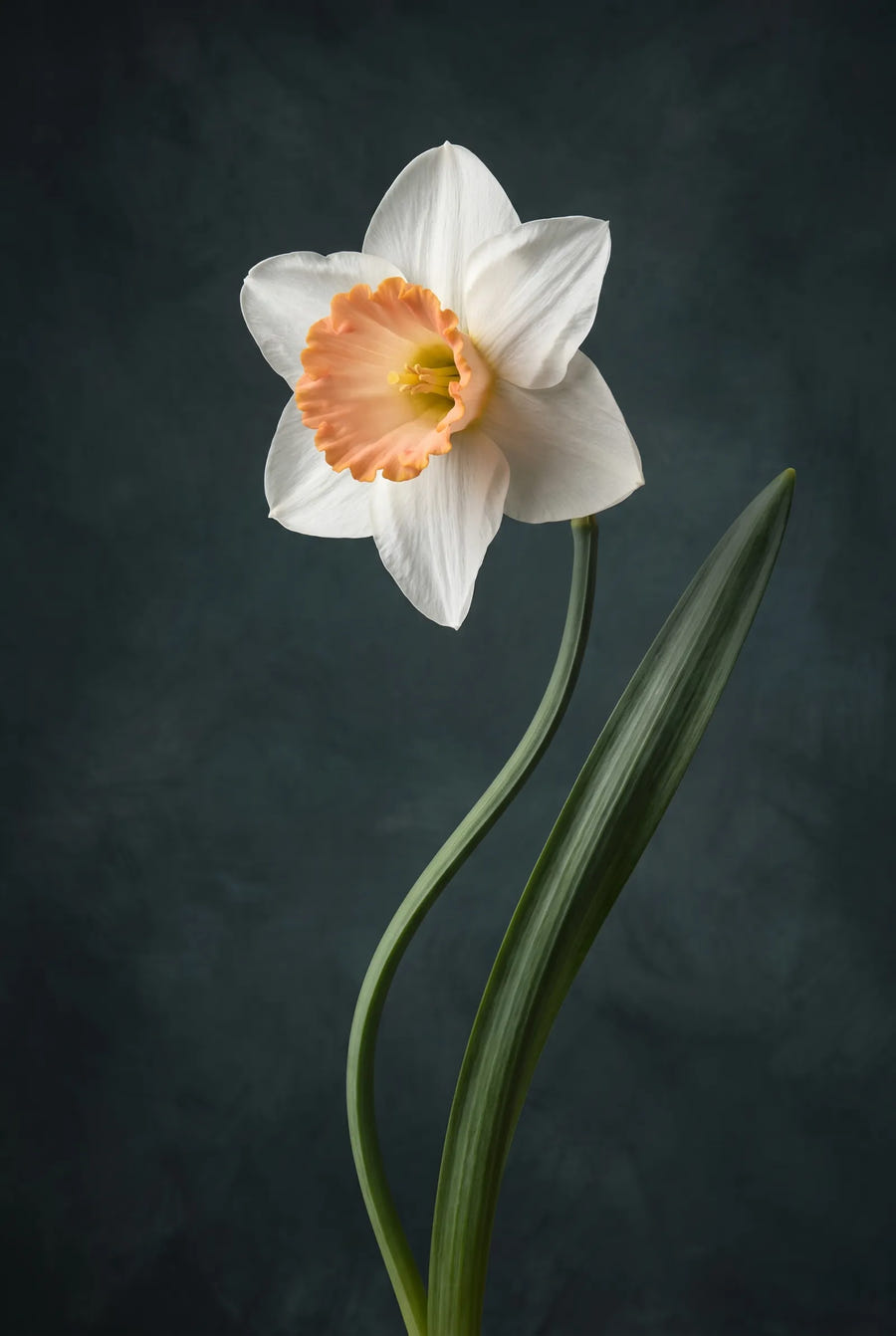 Narcissus Salome — sfeerbeeld