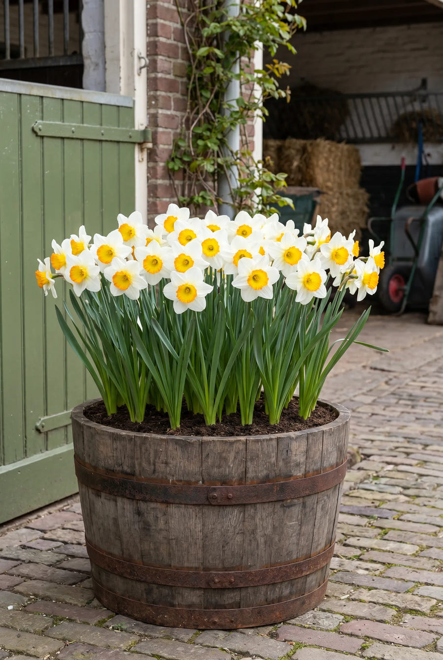 Narcissus Sound — in pot op terras