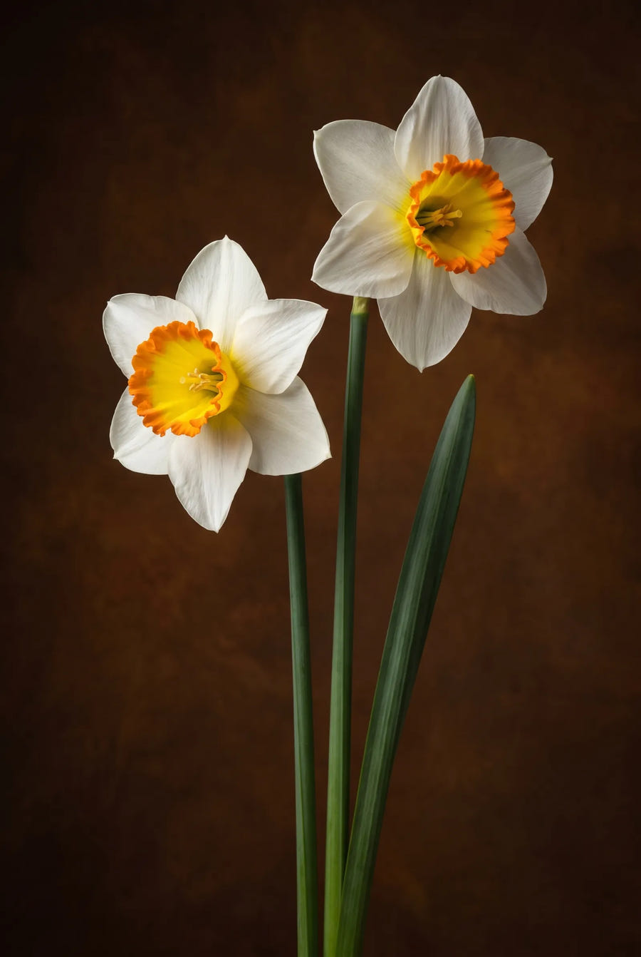 Narcissus Sound — sfeerbeeld