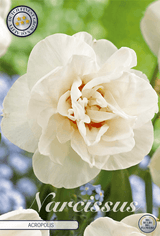 Narcissus Acropolis